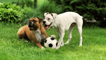 Bark-tactic Bliss Unleashing the Fun with Entertainment Toys for Our Furry Friends