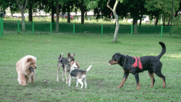 Bark-tory Unleashed The Pawsome Saga of Dog Breeding and the Canine Melting Pot