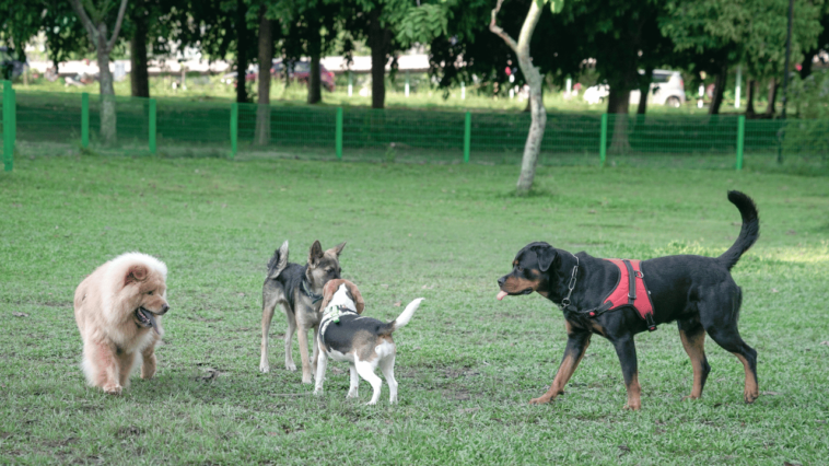 Bark-tory Unleashed The Pawsome Saga of Dog Breeding and the Canine Melting Pot