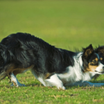 Decoding Doggie Dictionary The Art of Understanding Canine Communication