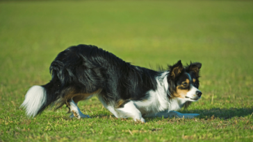 Decoding Doggie Dictionary The Art of Understanding Canine Communication