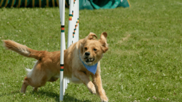 Navigating the Canine Health Maze A Paw-positive Guide to Tackling Doggy Dilemmas 🐾👩‍⚕️