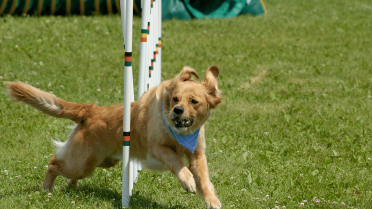 Navigating the Canine Health Maze A Paw-positive Guide to Tackling Doggy Dilemmas 🐾👩‍⚕️