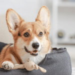 The Pawsitively Impactful Presence of Dogs in Your Home 🐾