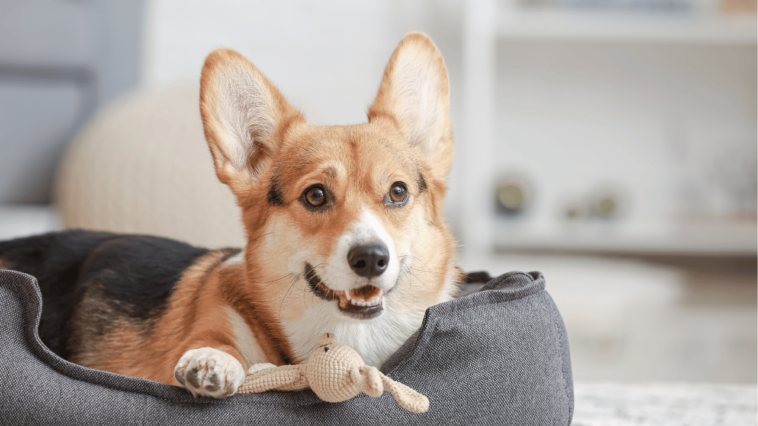 The Pawsitively Impactful Presence of Dogs in Your Home 🐾