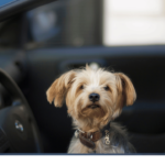 Cruisin' with Canines Unleashing the Adventure of Traveling with Dogs in a Car