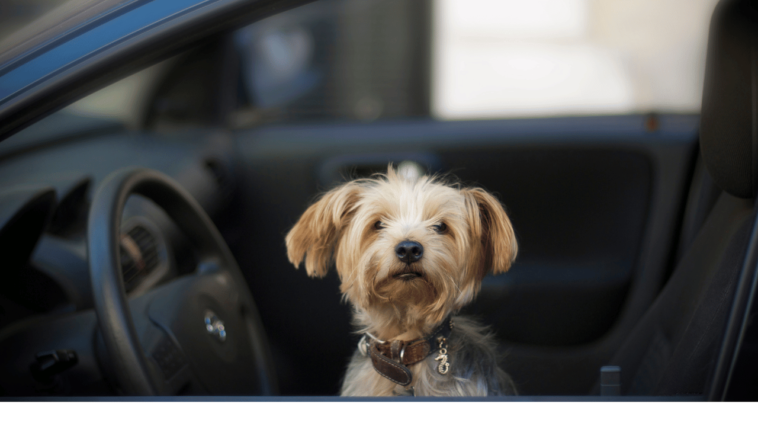 Cruisin' with Canines Unleashing the Adventure of Traveling with Dogs in a Car