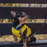 Dress to Impress A Guide to Changing Clothes for Dogs