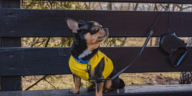 Dress to Impress A Guide to Changing Clothes for Dogs