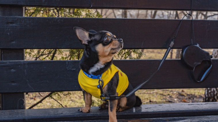 Dress to Impress A Guide to Changing Clothes for Dogs