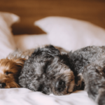 Finding the Perfect Snooze Spot The Best and Worst Sleeping Places for Dogs