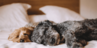 Finding the Perfect Snooze Spot The Best and Worst Sleeping Places for Dogs