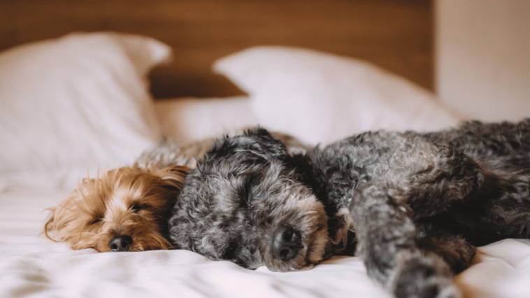 Finding the Perfect Snooze Spot The Best and Worst Sleeping Places for Dogs