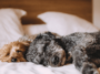 Finding the Perfect Snooze Spot The Best and Worst Sleeping Places for Dogs