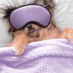 The Zen of Dog Zzz's A Tail-Wagging Guide to Canine Napping