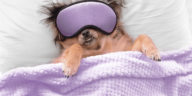 The Zen of Dog Zzz's A Tail-Wagging Guide to Canine Napping