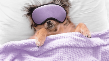 The Zen of Dog Zzz's A Tail-Wagging Guide to Canine Napping