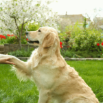 Unleashing Brilliance The Intelligence of Dogs and Their Commanding Abilities