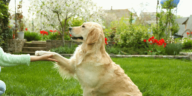 Unleashing Brilliance The Intelligence of Dogs and Their Commanding Abilities