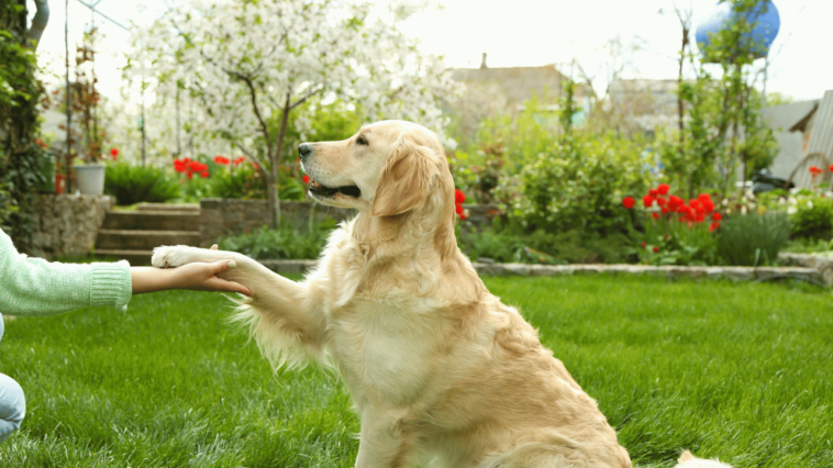 Unleashing Brilliance The Intelligence of Dogs and Their Commanding Abilities