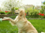 Unleashing Brilliance The Intelligence of Dogs and Their Commanding Abilities