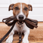 Unleashing Canine Wizardry The Scoop on Mastering Dog Skills