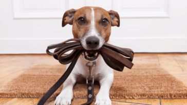 Unleashing Canine Wizardry The Scoop on Mastering Dog Skills