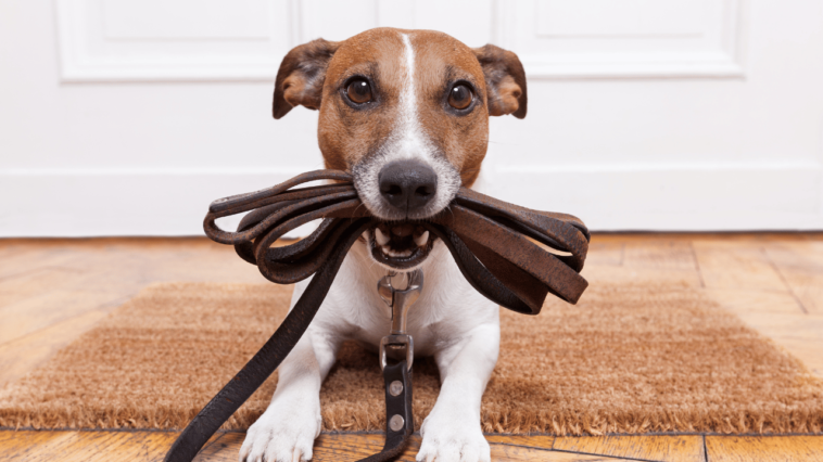 Unleashing Canine Wizardry The Scoop on Mastering Dog Skills