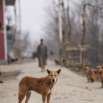 Unveiling the Reality of Eating Dogs in the Streets A Controversial Discussion