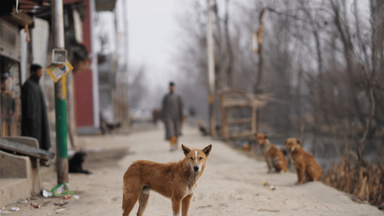 Unveiling the Reality of Eating Dogs in the Streets A Controversial Discussion